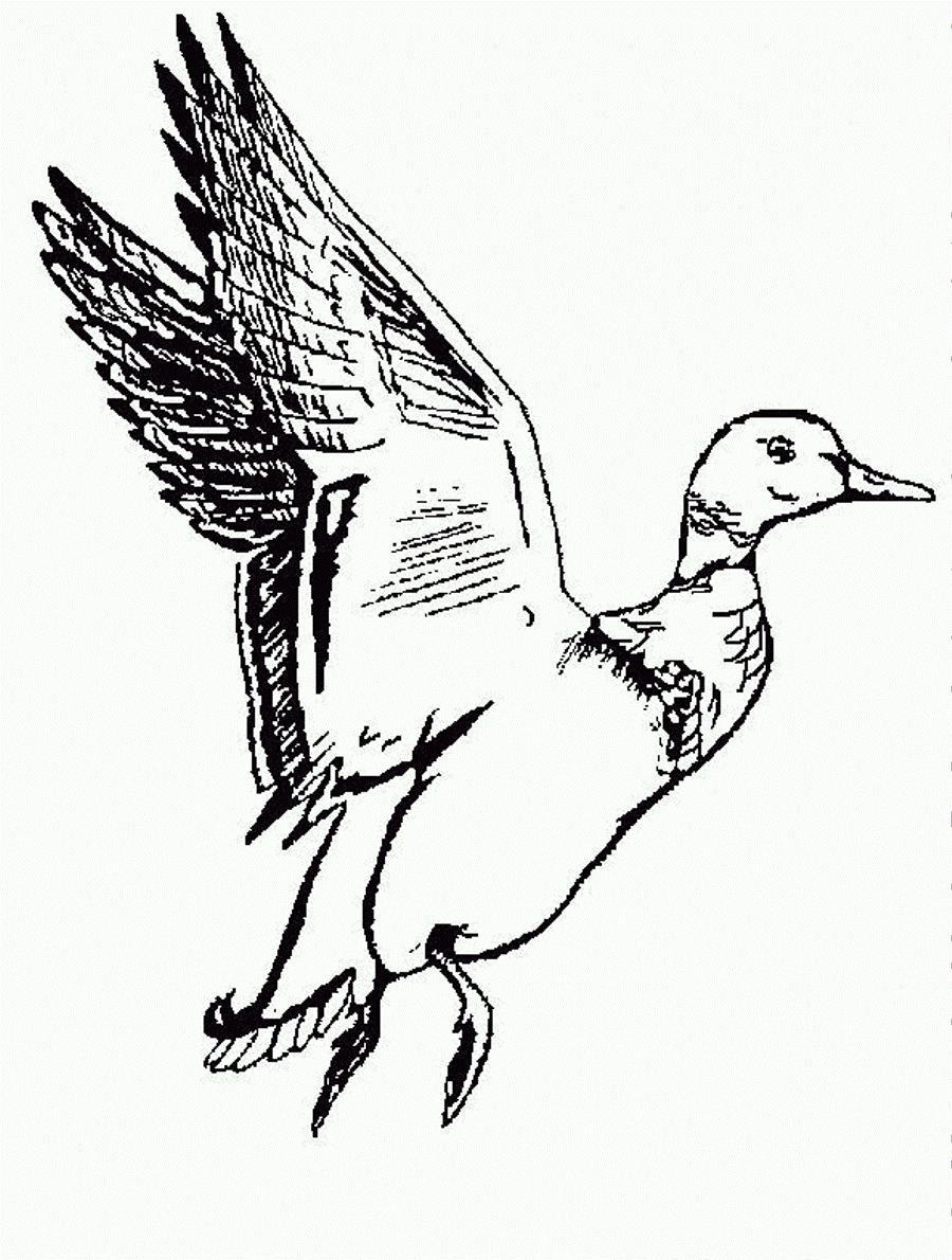 900x1190 Wood Duck Clipart Flying Duck - Flying Duck Drawing