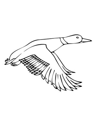 323x430 Ducksdrawings Flying Mallard Duck Coloring - Flying Duck Drawing