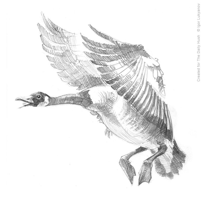 Flying Duck Drawing at Explore collection of