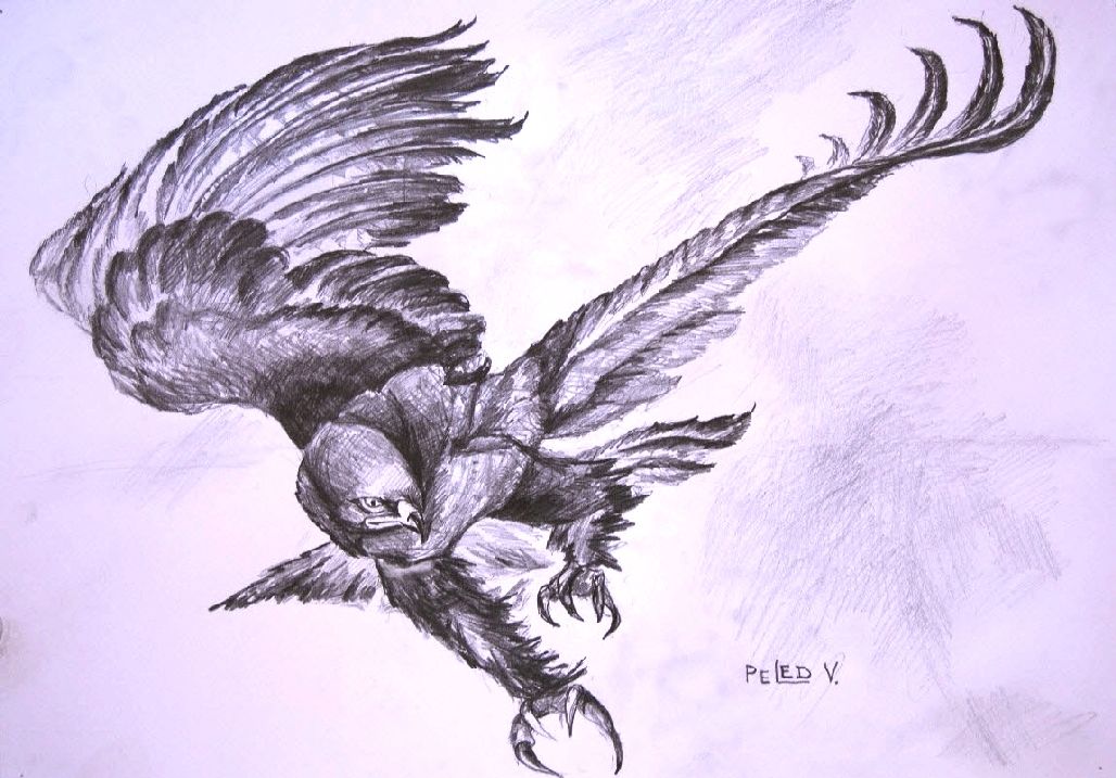1028x717 Eagle Flight - Flying Eagle Pencil Drawing