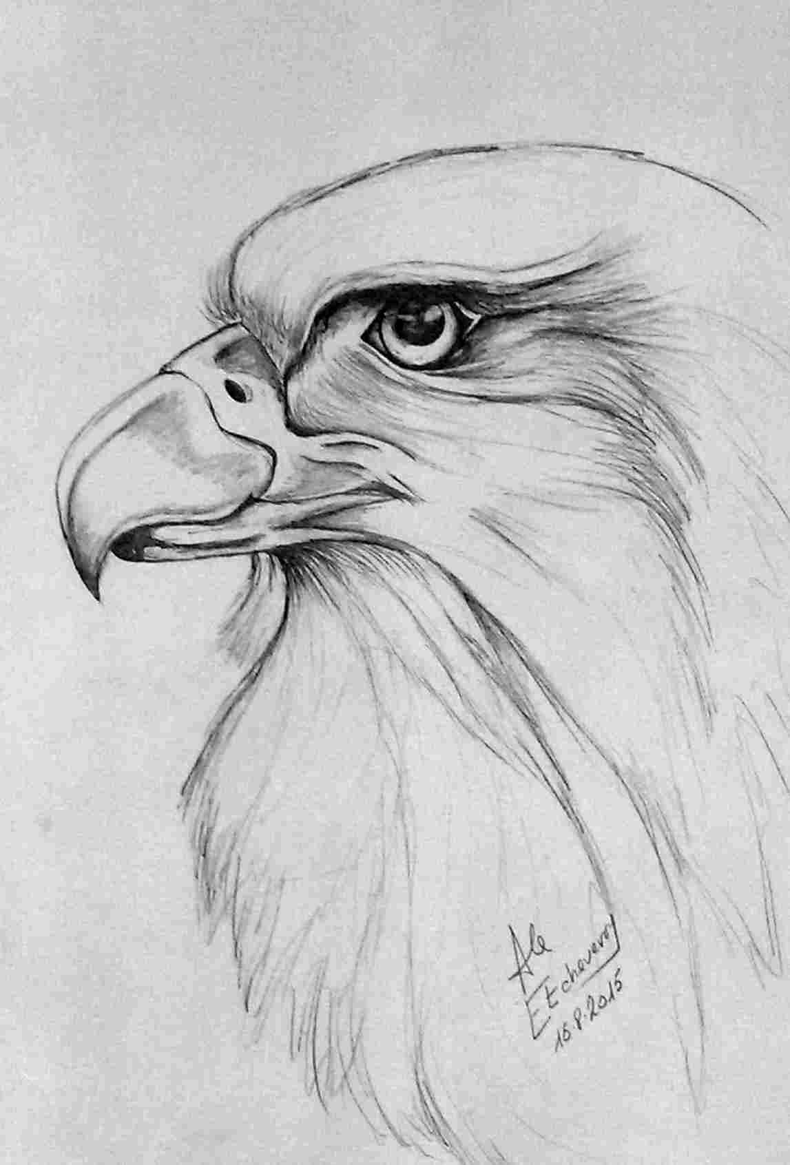 1147x1692 Flying Eagle Drawings In Pencil - Flying Eagle Pencil Drawing