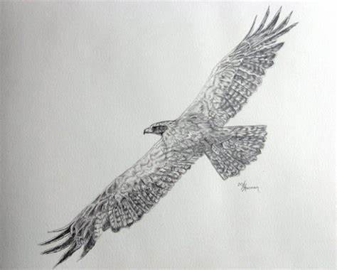 474x380 Flying Eagle Pencil Drawing Gtgt - Flying Eagle Pencil Drawing