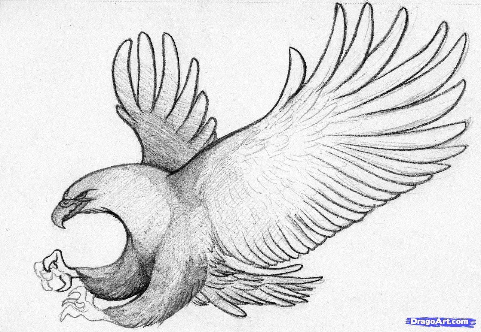 Flying Eagle Pencil Drawing at PaintingValley.com | Explore collection