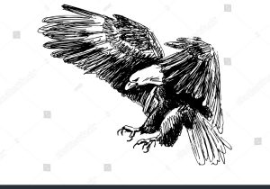 300x210 flying eagle sketch flying eagle pencil drawing at getdrawings - Flying Eagle Pencil Drawing