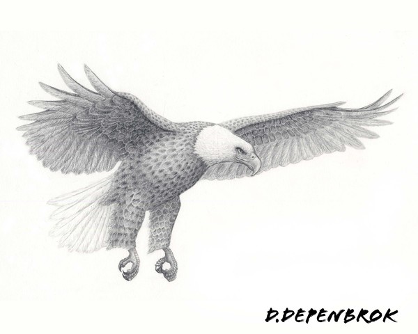 600x480 Flying Eagle - Flying Eagle Pencil Drawing