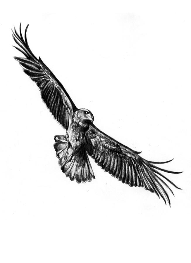 653x900 Golden Eagle Flying Painting - Flying Eagle Pencil Drawing