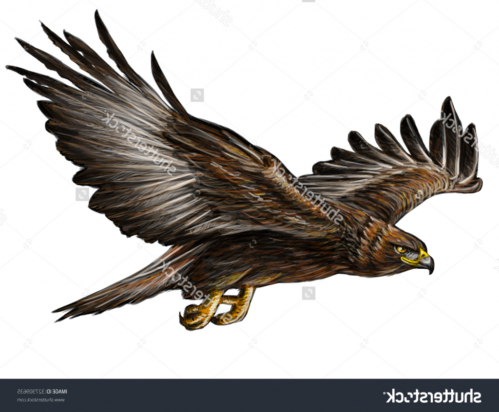 1024x846 Pencil Drawings Of Eagles In Flight Flying Eagle Drawing - Flying Eagle Pencil Drawing