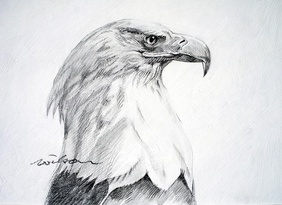 900x655 Pencil Drawings Pencil Drawings Bald Eagles - Flying Eagle Pencil Drawing