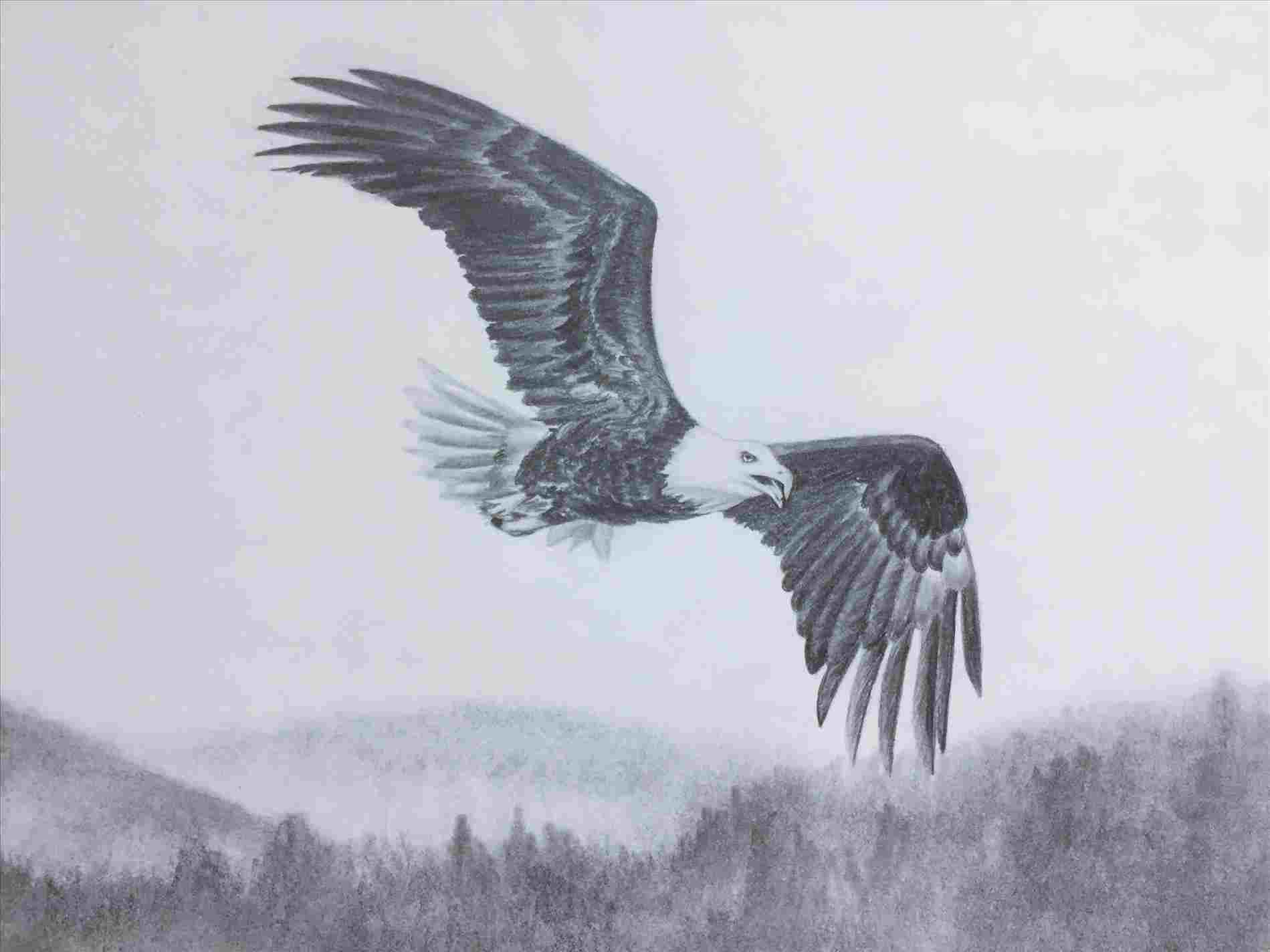 1899x1424 flying flying eagle drawings in pencil eagle pencil drawing - Flying Eagle Pencil Drawing