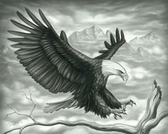 236x188 Drawing Eagle Of Pencil Sketches Eagle Pencil Drawing Cye Wright - Flying Eagle Pencil Drawing