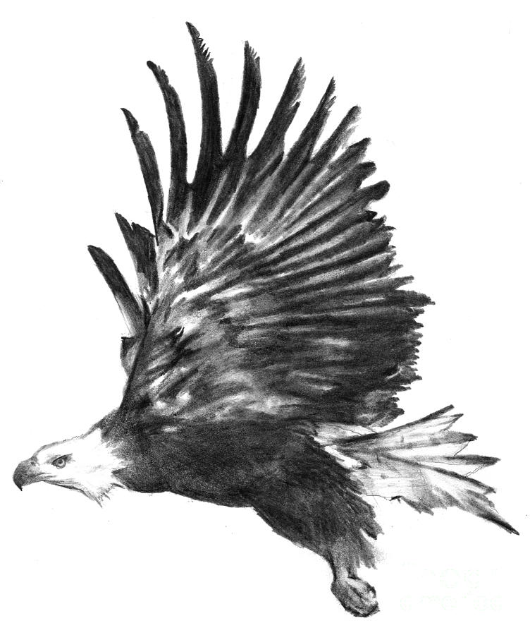 752x900 Eagle Flight Drawing - Flying Eagle Pencil Drawing