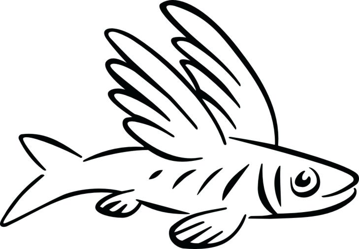 729x506 Flying Fish Coloring Pages Drawing At Free For Personal Use - Flying Fish Drawing