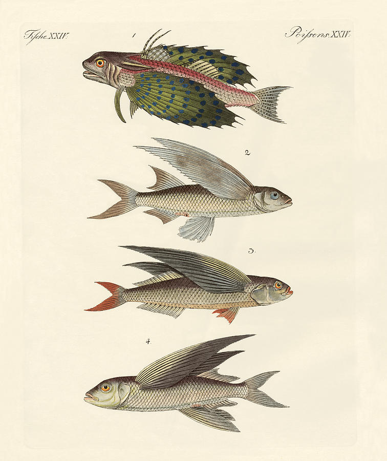 756x900 Flying Fish Drawing - Flying Fish Drawing