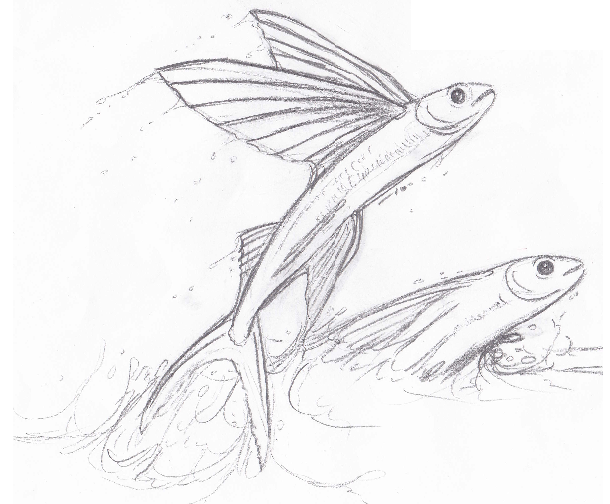 610x504 Flying Fish Drawing - Flying Fish Drawing