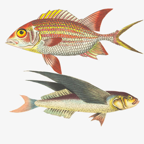 500x500 flying fish hand drawing material picture, flying fish, fish, flat - Flying Fish Drawing