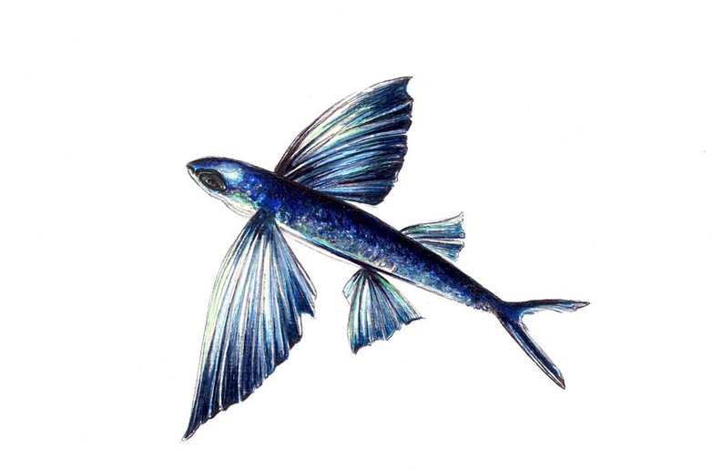 794x516 Flying Fish Print Digital Print Of An Original Drawing Etsy - Flying Fish Drawing