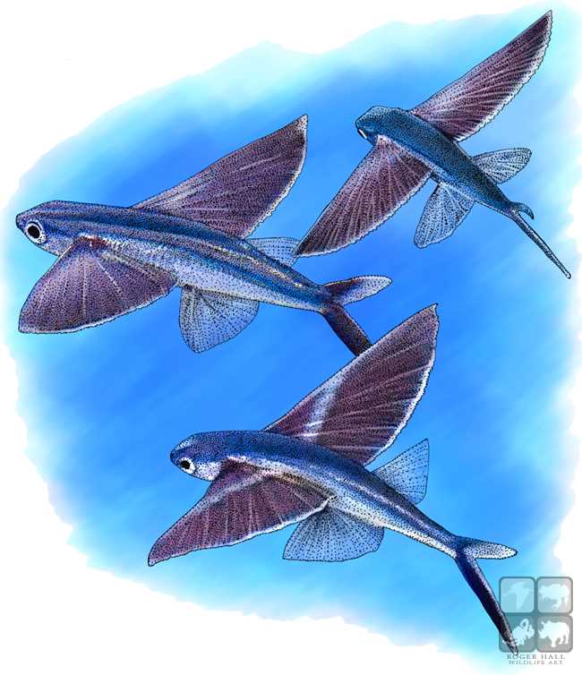 650x754 Bandwing Flying Fish Stock Art Illustration - Flying Fish Drawing