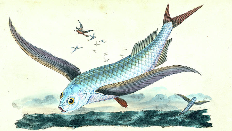 900x509 Flying Fish, Exocoetus Volitans, British Fishes Drawing - Flying Fish Drawing