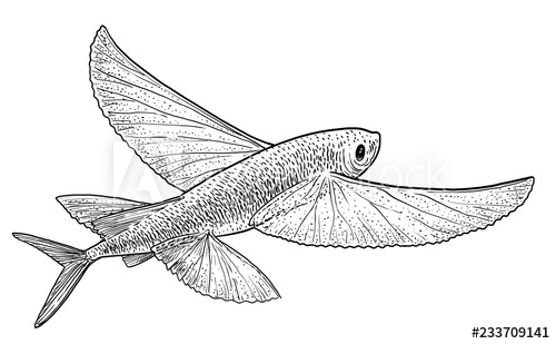 500x309 Flying Fish Illustration, Drawing, Engraving, Ink, Line Art - Flying Fish Drawing