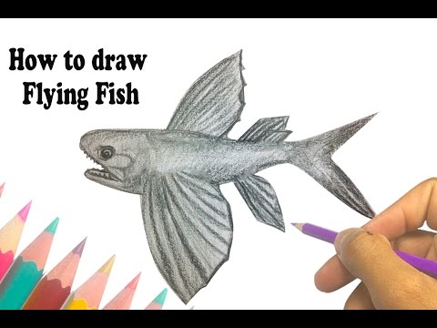 480x360 How To Draw Flying Fish - Flying Fish Drawing