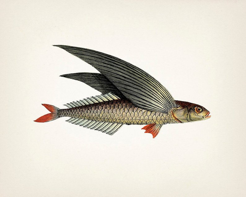 794x635 Unique Flying Fish Drawing Fine Art Print Of A Vintage Etsy - Flying Fish Drawing