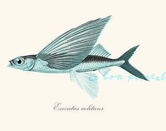 340x270 Flying Fish Drawing - Flying Fish Drawing