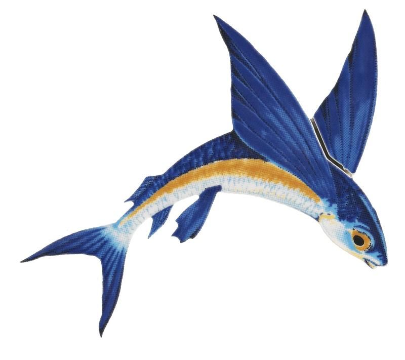 800x711 Flying Fish Meaning - Flying Fish Drawing
