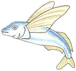250x235 exam guide online - Flying Fish Drawing