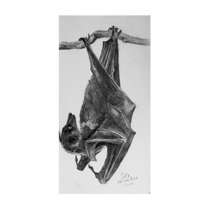 Flying Fox Drawing at PaintingValley.com | Explore collection of Flying ...