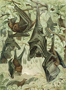 221x300 Flying Fox Drawings Fine Art America - Flying Fox Drawing