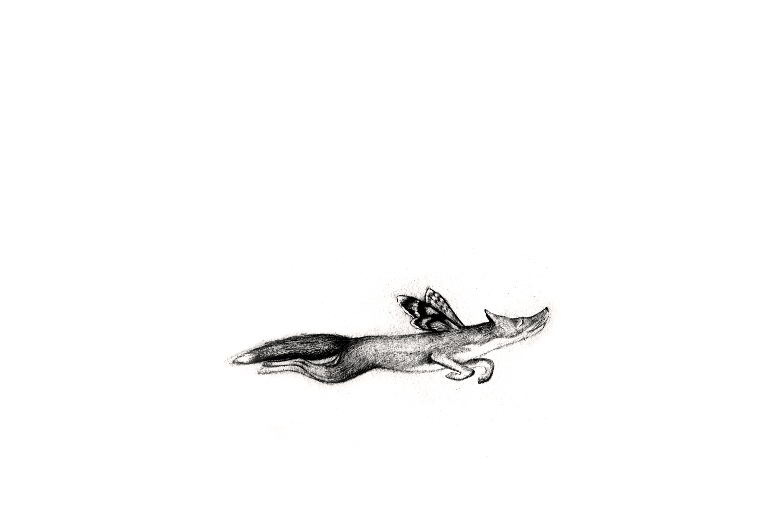 1500x1000 Flying Fox Print Esther Connon - Flying Fox Drawing