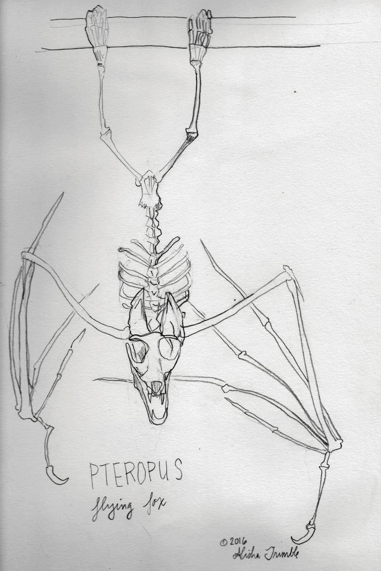 770x1155 Flying Fox Study Drawing - Flying Fox Drawing