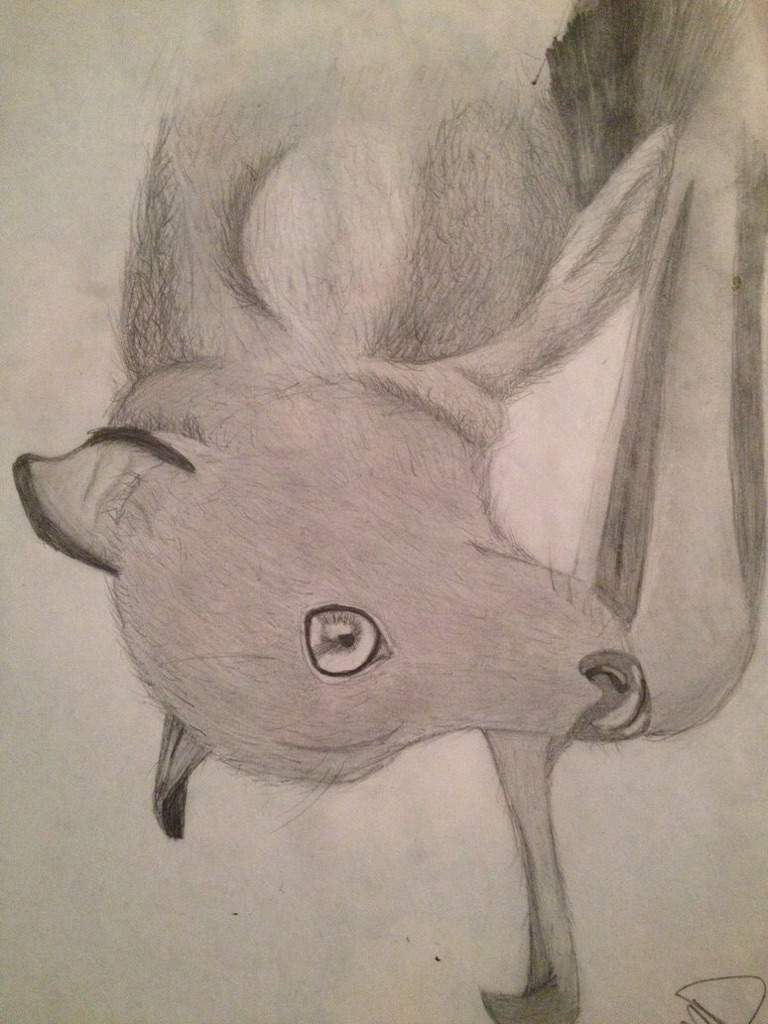 768x1024 Flying Fox Drawing Horror Amino - Flying Fox Drawing