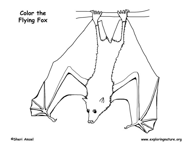 792x612 Flying Fox Coloring Nature - Flying Fox Drawing