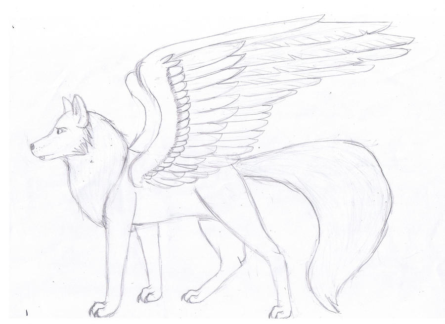 900x655 Flying Fox Drawing - Flying Fox Drawing