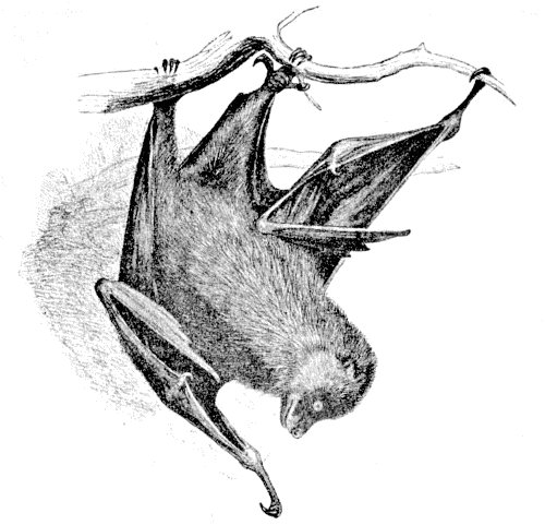 500x481 Grey Headed Flying Fox Lineart - Flying Fox Drawing