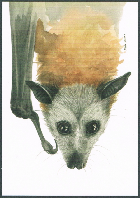 450x637 Grey Headed Flying Fox Tolga Bat Hospital - Flying Fox Drawing