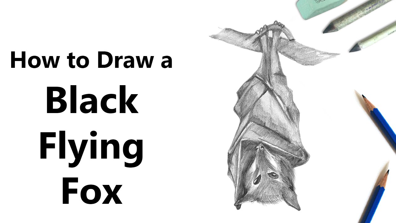 1280x720 How To Draw A Black Flying Fox With Pencils - Flying Fox Drawing