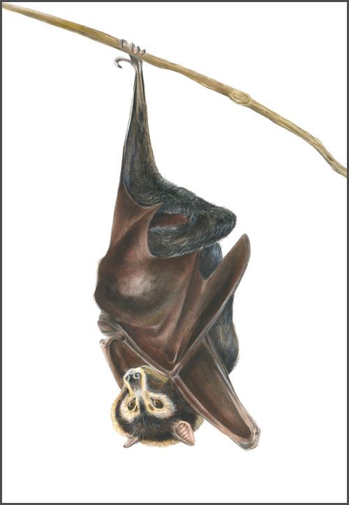 500x723 Spectacled Flying Fox The Art Of Mindy Lighthipe - Flying Fox Drawing