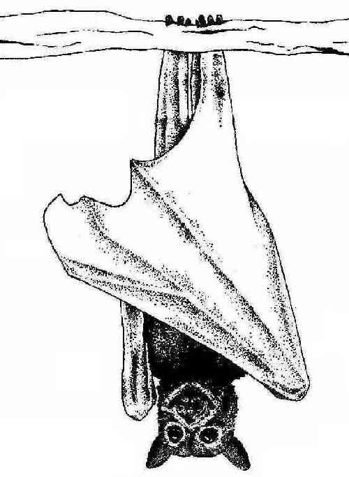 500x683 Treat Kids - Flying Fox Drawing