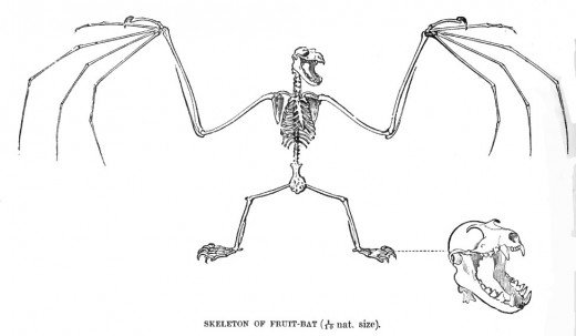 520x303 The Large Or Malayan Flying Fox And Some Interesting Bat Facts - Flying Fox Drawing
