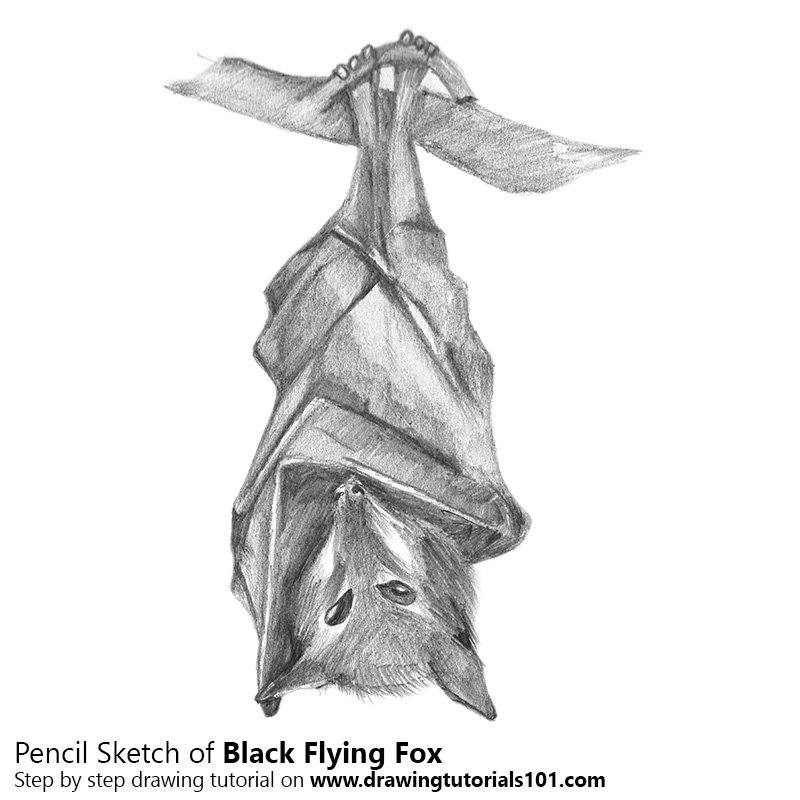 800x800 Black Flying Fox Pencil Drawing - Flying Fox Drawing