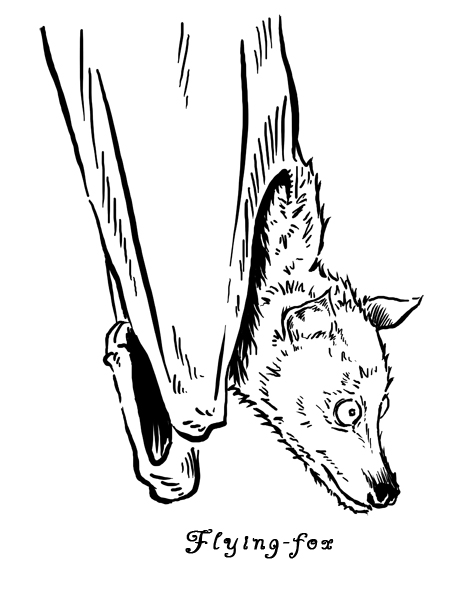 464x589 Drawing Keeve Neo - Flying Fox Drawing