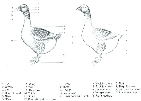 600x430 flying goose coloring - Flying Goose Drawing