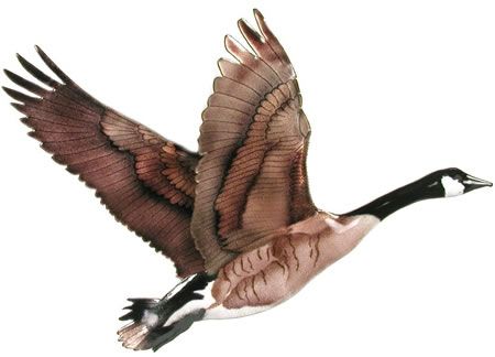 450x324 flying goose metal wall art sculpture available - Flying Goose Drawing