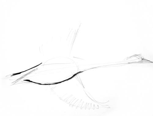 500x381 how to draw a goose - Flying Goose Drawing