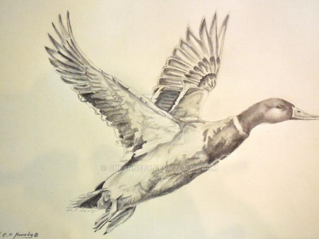 640x480 mallard clipart flying goose - Flying Goose Drawing