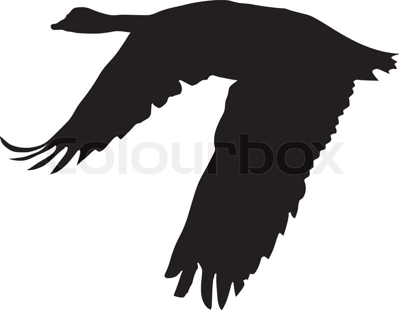 800x621 silhouette of flying goose stock vector colourbox - Flying Goose Drawing