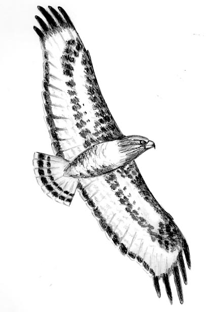 406x613 Flying Hawk Drawing - Flying Hawk Drawing