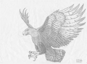 341x250 Flying Hawk - Flying Hawk Drawing
